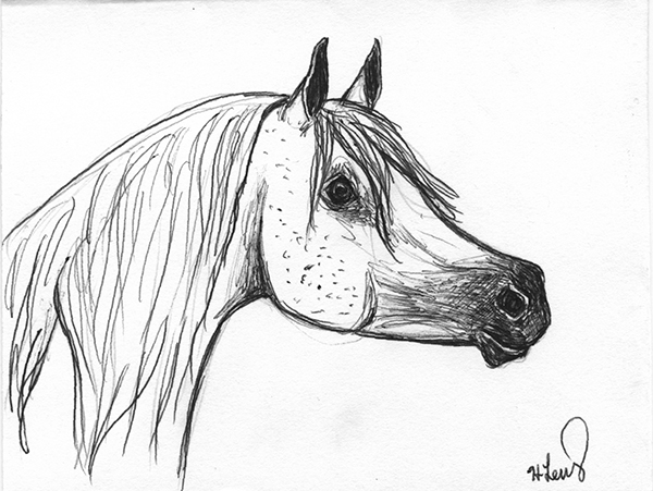 600x451 Holly Lenz Fine Art And Design Black And White Horse Sketches - Black And White Horse Sketches