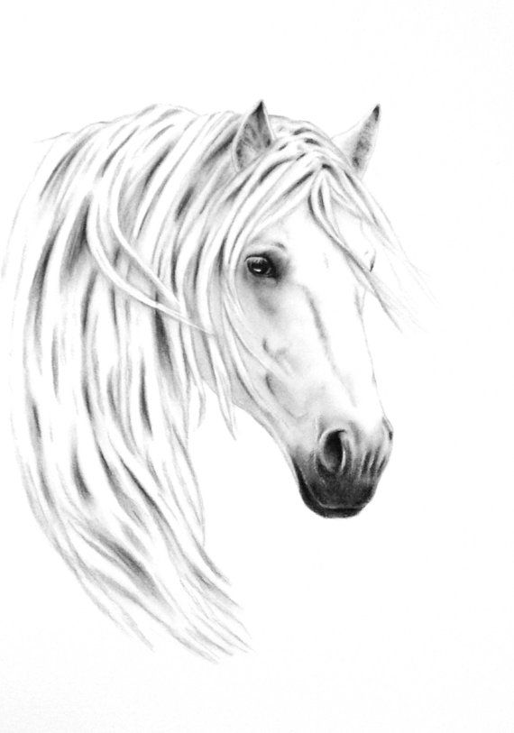 570x813 Pin By Sara Hubbard Hall On Hosses Horse Art, Horse - Black And White Horse Sketches