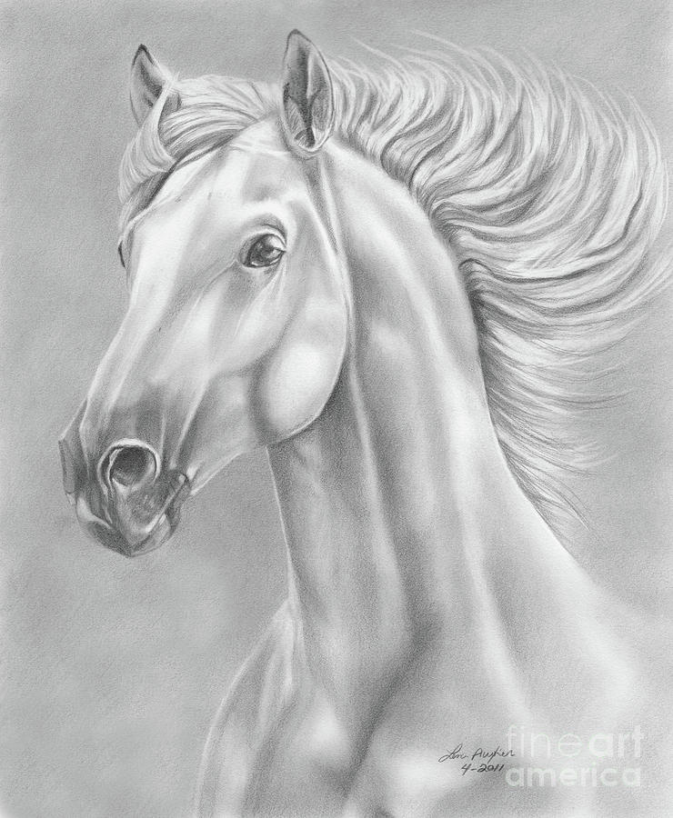 740x900 White Horse Drawing By Lena Auxier - Black And White Horse Sketches