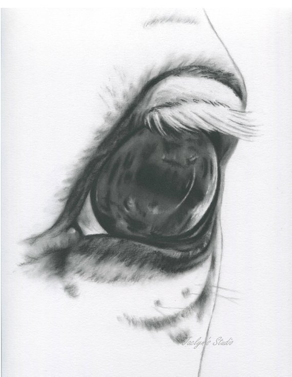 570x734 White Horse Eye Horse Drawing Charcoal Eye Horse Art Farm Etsy - Black And White Horse Sketches
