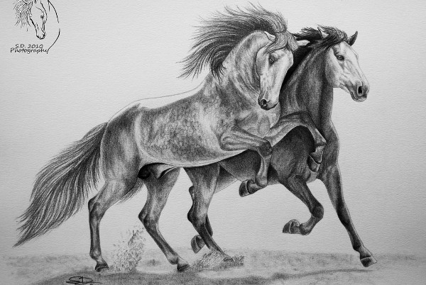 600x402 Horse Sketches Free Amp Premium Templates - Black And White Horse Sketches