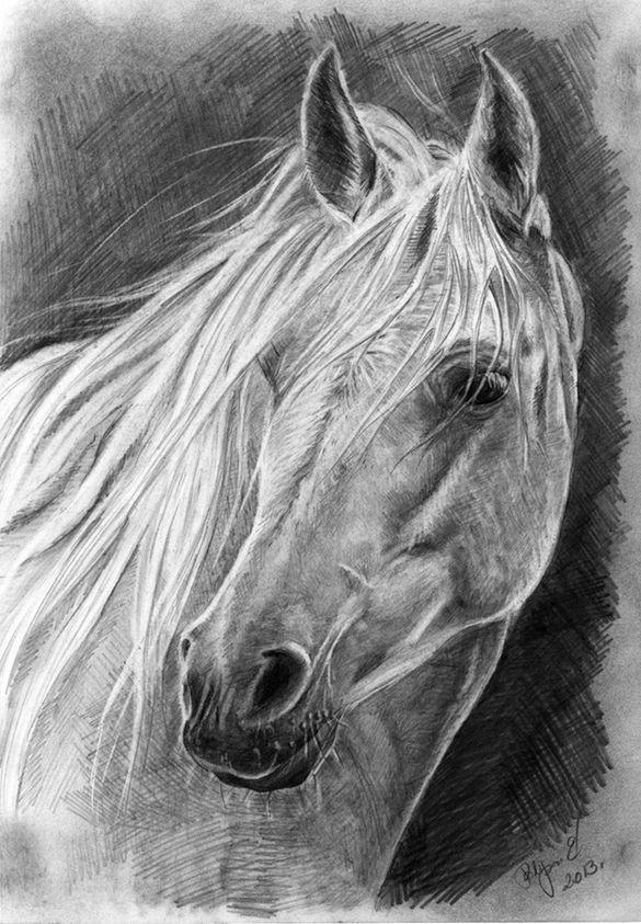 585x843 White Horse, Pencil Ispyhorsecam Decipher Sig Draw It - Black And White Horse Sketches