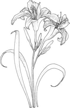 Black And White Lily Sketch