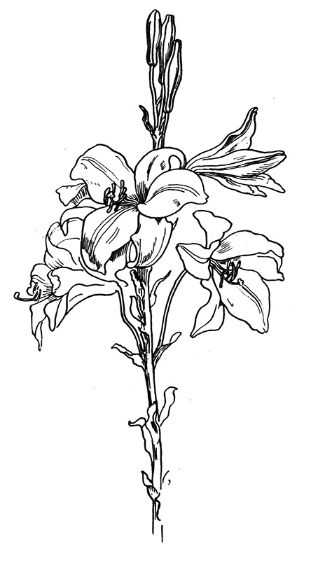 454x827 Flower Sketches - Black And White Lily Sketch
