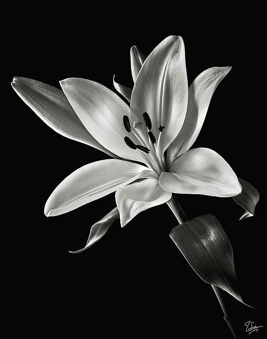 Black And White Lily Sketch at PaintingValley.com | Explore collection ...