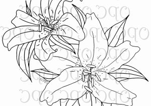 300x210 Lily Drawings Black And White Black And White Lily Drawing - Black And White Lily Sketch