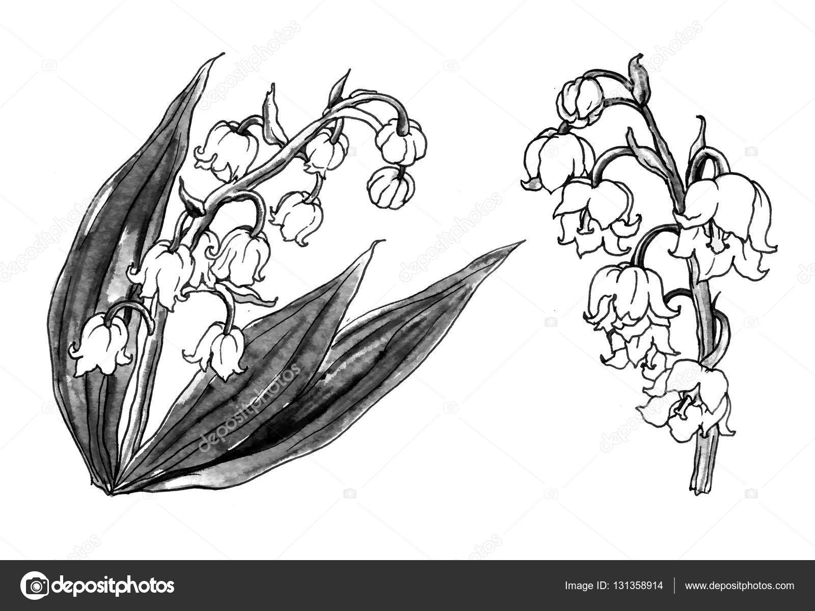 1600x1200 Collection Of Lily Of The Valley Flower Drawing High Quality - Black And White Lily Sketch