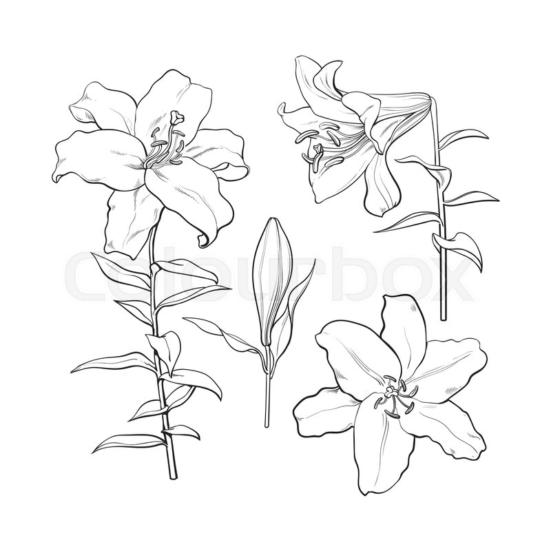 800x800 Set Of Hand Drawn White Lily Flowers In Side And Top View, Sketch - Black And White Lily Sketch