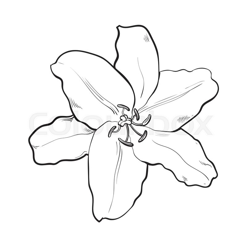 800x800 Single Hand Drawn White Lily Flower, Top View, Sketch Style Vector - Black And White Lily Sketch
