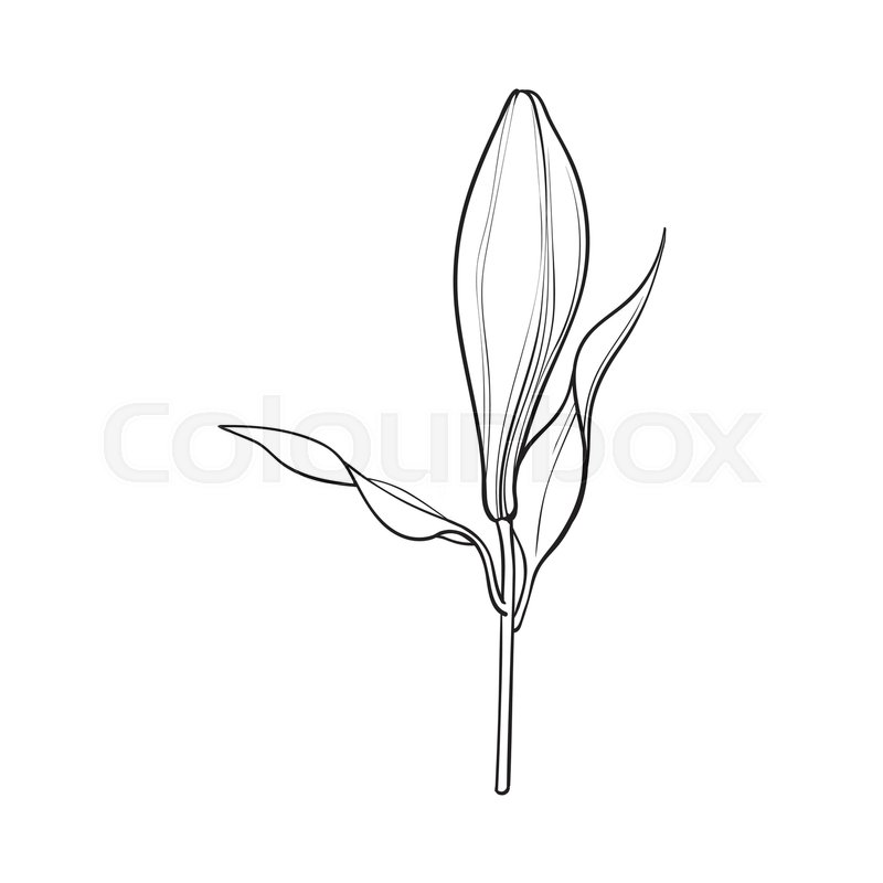 800x800 Single Hand Drawn White Lily Flower Bud With Stem And Leaves, Side - Black And White Lily Sketch