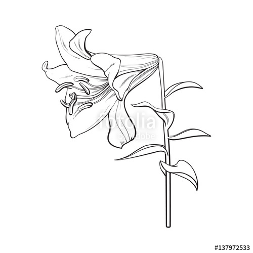 500x500 Single Hand Drawn White Lily Flower With Stem And Leaves, Side - Black And White Lily Sketch