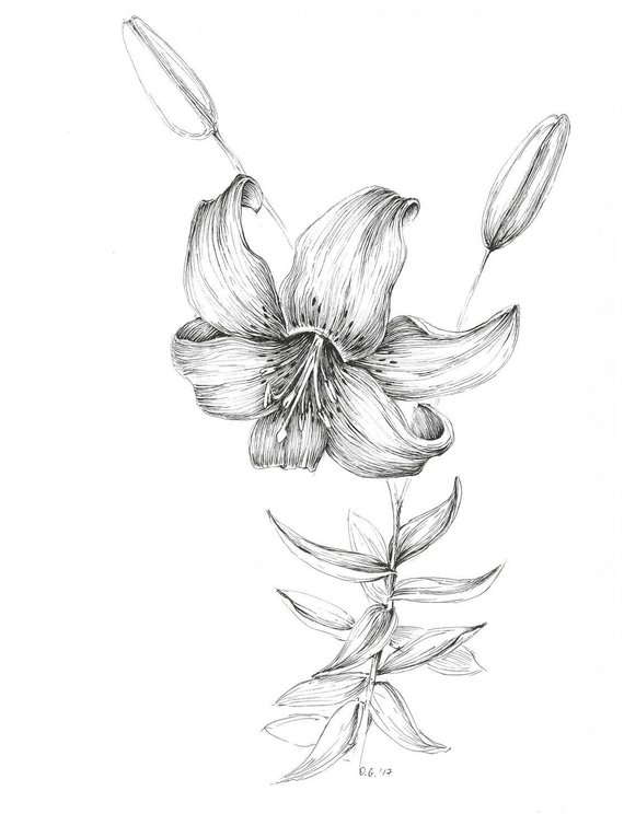 570x765 Tiger Lily Art Print Pen And Ink Flower Sketch Floral Decor Etsy - Black And White Lily Sketch