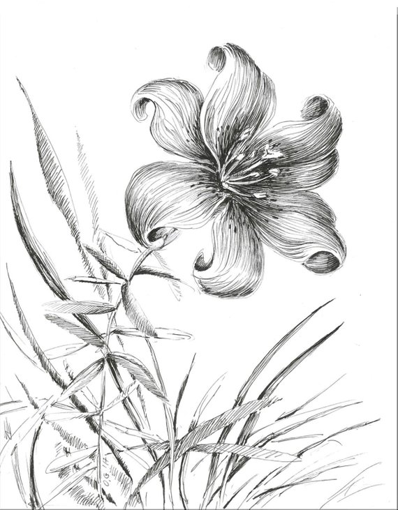 570x731 Tiger Lily Sketch Floral Illustration Flower Drawing Black Etsy - Black And White Lily Sketch