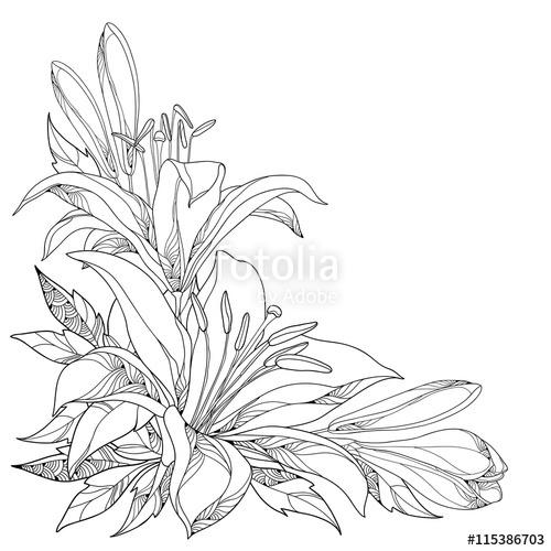 500x500 Vector Bouquet With Ornate White Lily Flower, Buds And Leaves In - Black And White Lily Sketch