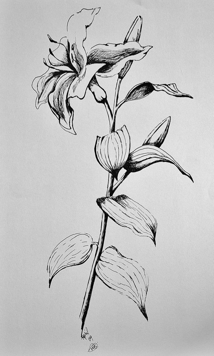 693x1151 Black And White Tlily By Msartistgirl - Black And White Lily Sketch