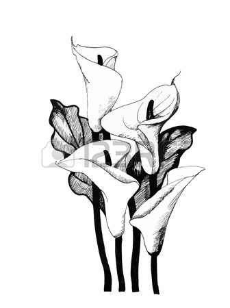 336x450 Calla Lily Clipart Black And White - Black And White Lily Sketch