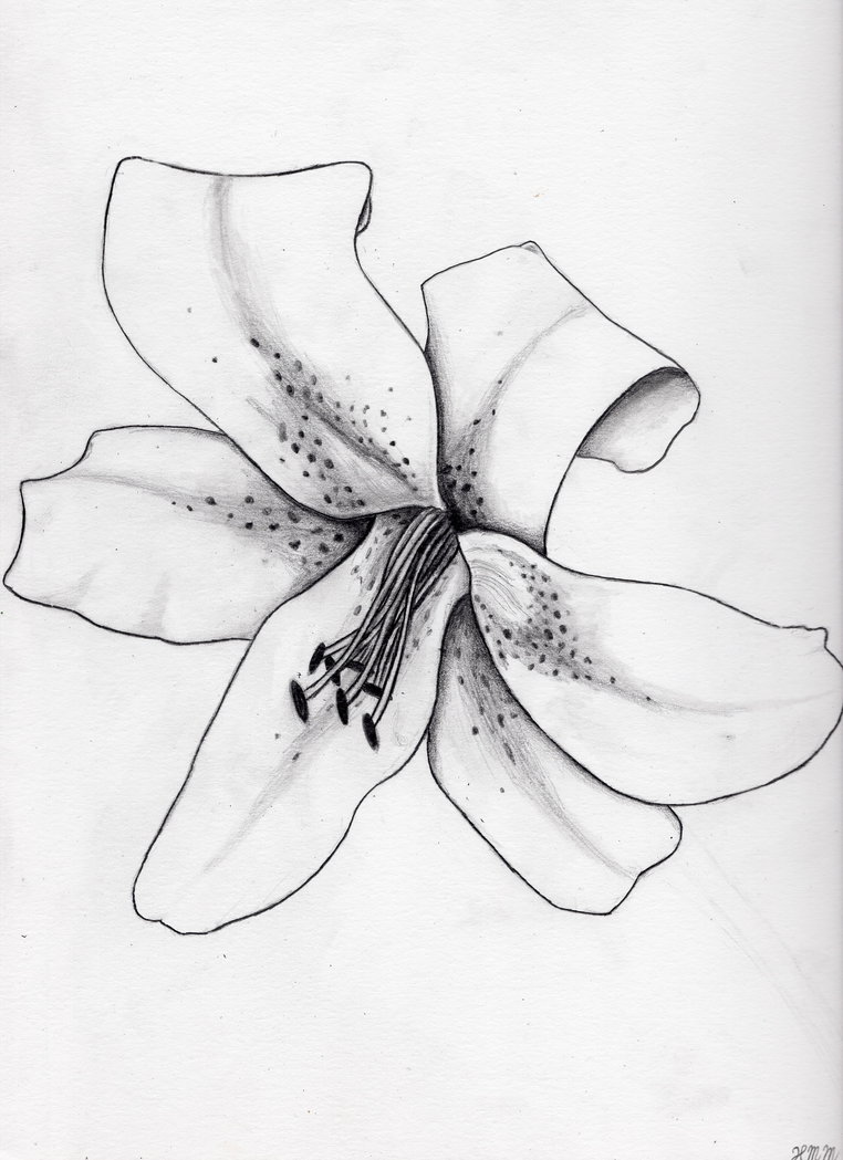 762x1049 Clipart Star Gazing Lilies Black And White - Black And White Lily Sketch