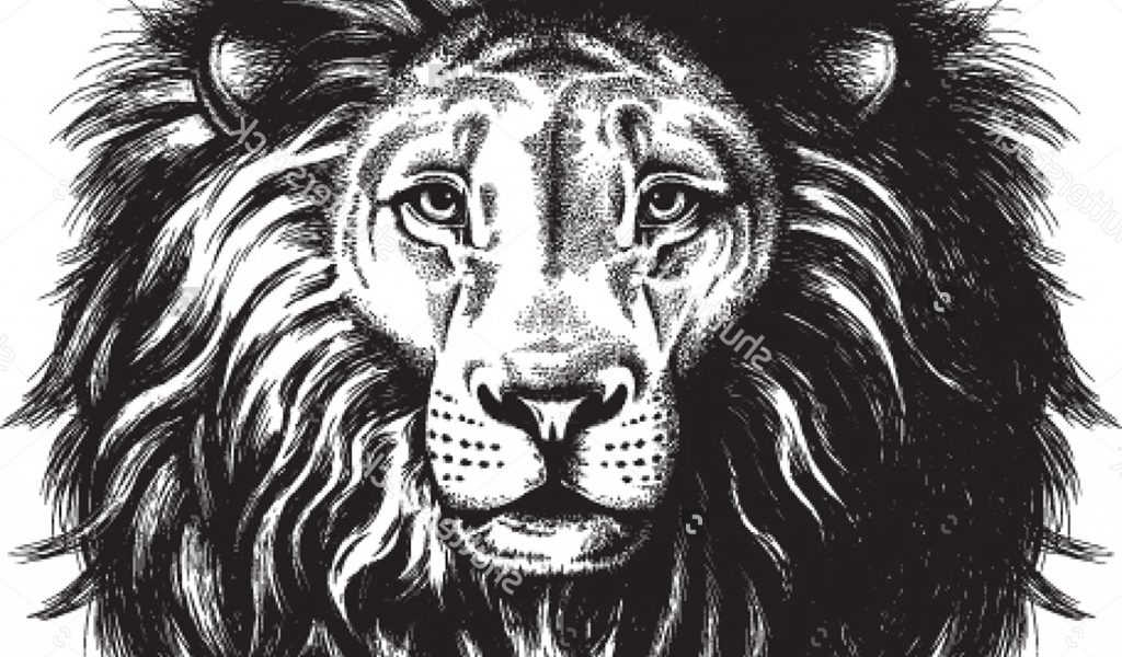 1024x600 Face Of Lion Sketch - Black And White Lion Sketch