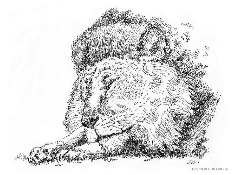 900x675 Lion Art Black White Drawing By Gordon Punt - Black And White Lion Sketch