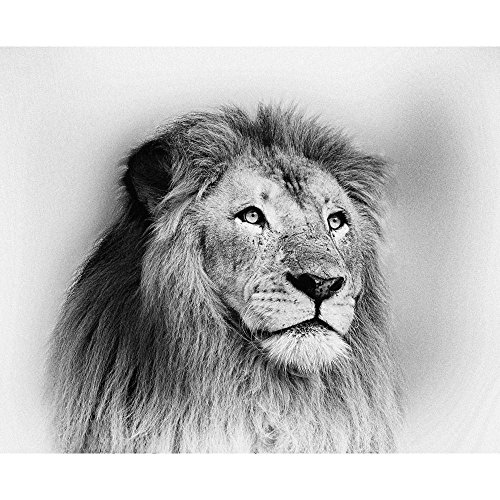 500x500 Pitaara Box Striking Black And White Lion - Black And White Lion Sketch