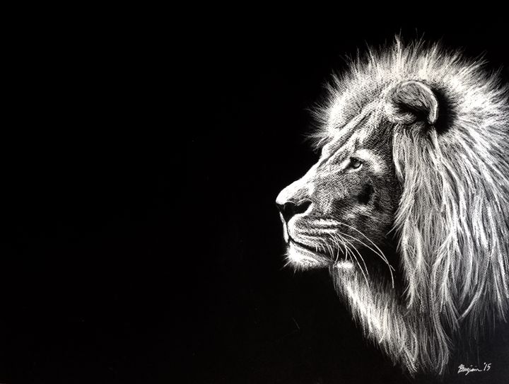 720x543 White Lion - Black And White Lion Sketch