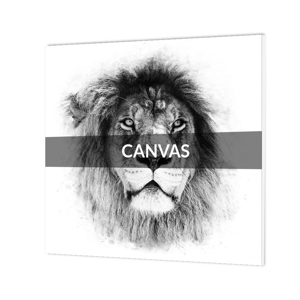 Black And White Lion Sketch at PaintingValley.com | Explore collection ...