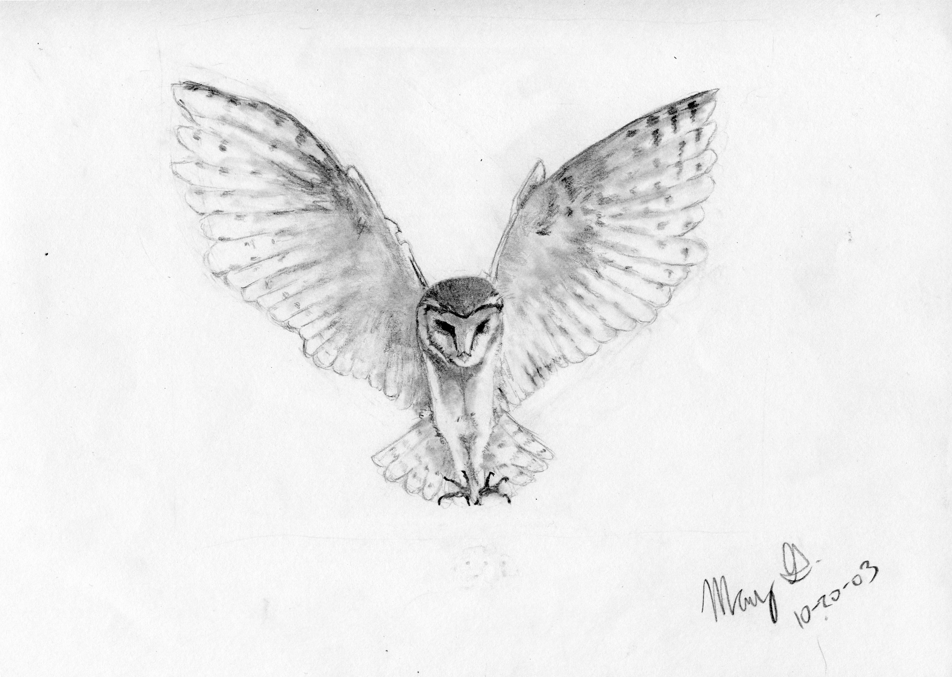 3228x2298 Drawn Owlet Winter Owl - Black And White Owl Sketch