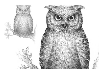 400x277 How To Draw An Owl - Black And White Owl Sketch