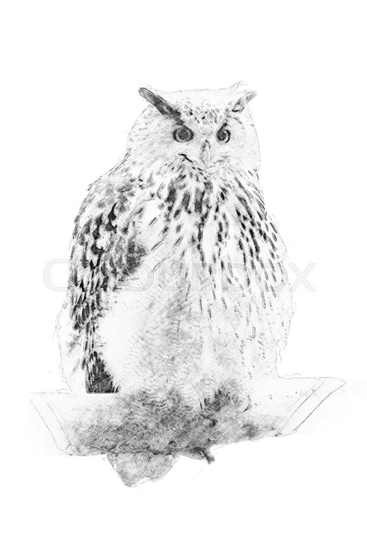 534x800 Owl. Black And White Sketch With Pencil Stock Photo Colourbox - Black And White Owl Sketch