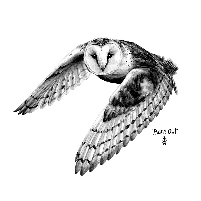 800x800 Pencil Drawings Sean Blackford Art - Black And White Owl Sketch