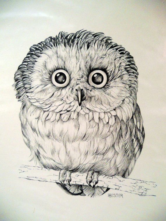 570x760 Photos Owl Sketches Black And White, - Black And White Owl Sketch