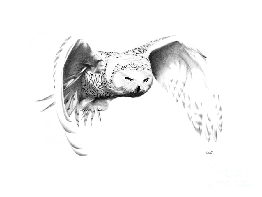 900x675 Snowy Owl Drawing By Bryan Knudsen - Black And White Owl Sketch