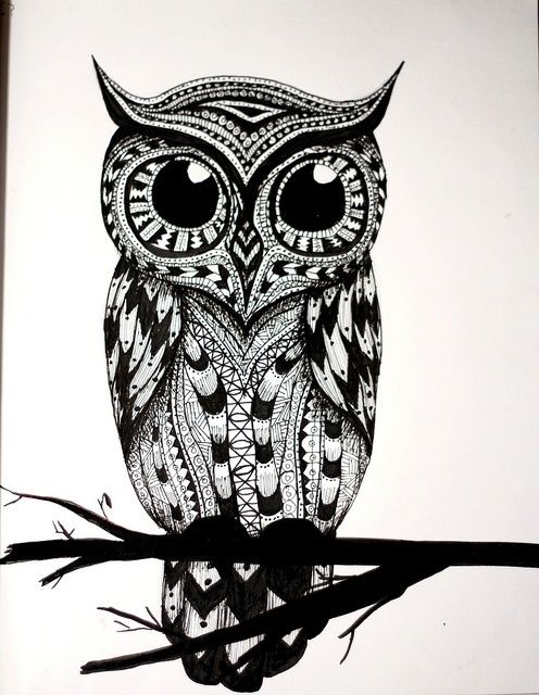 496x640 Owl Drawings Black And White - Black And White Owl Sketch