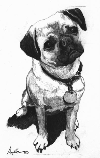 404x640 Little Pug Black Amp White Sketch Original Apple Arts - Black And White Pencil Sketch