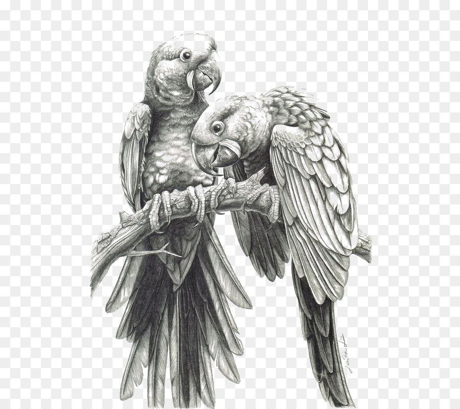 900x800 Parrot Drawing Colored Pencil Sketch - Black And White Pencil Sketch