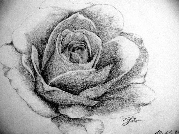 620x465 Black And White Rose Drawing How To Draw A Rose In Pencil Draw A - Black And White Rose Sketch