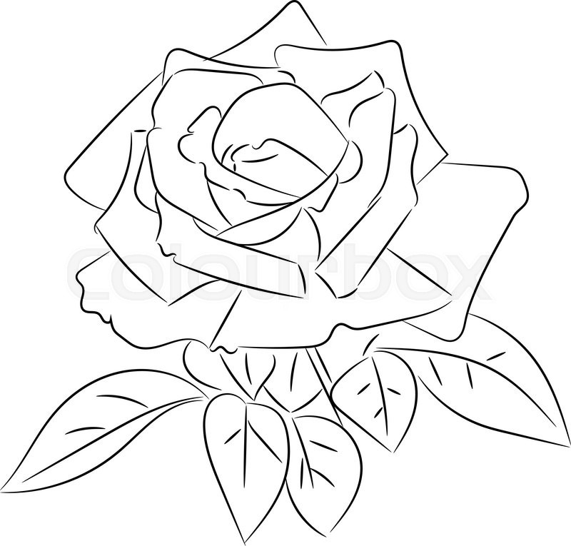 800x765 Black And White Roses Sketches, Vector Illustration. Stock - Black And White Rose Sketch