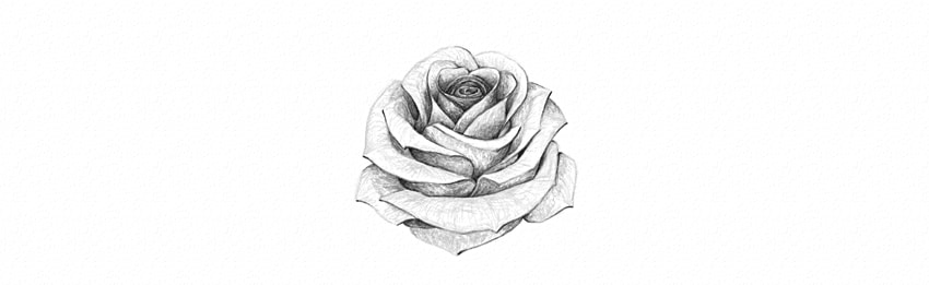850x261 How To Draw A Rose - Black And White Rose Sketch