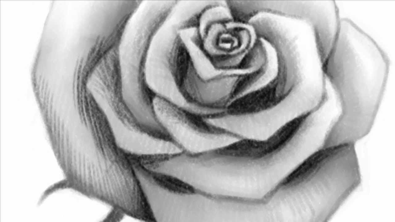 1280x720 How To Draw An Open Rose - Black And White Rose Sketch