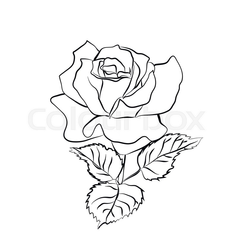 800x800 Rose Sketch. Black Outline On White Background. Vector - Black And White Rose Sketch