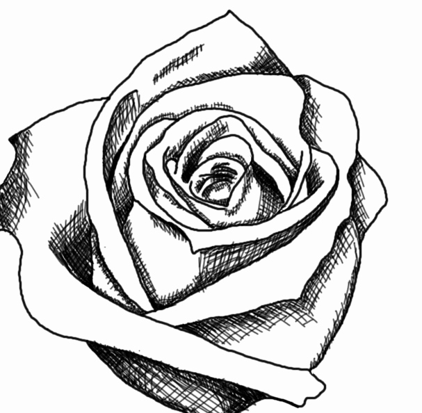 607x594 Unique 30 Black And White Sketches Art - Black And White Rose Sketch