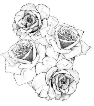 300x341 Black And White Rose Tattoo Drawing - Black And White Rose Sketch