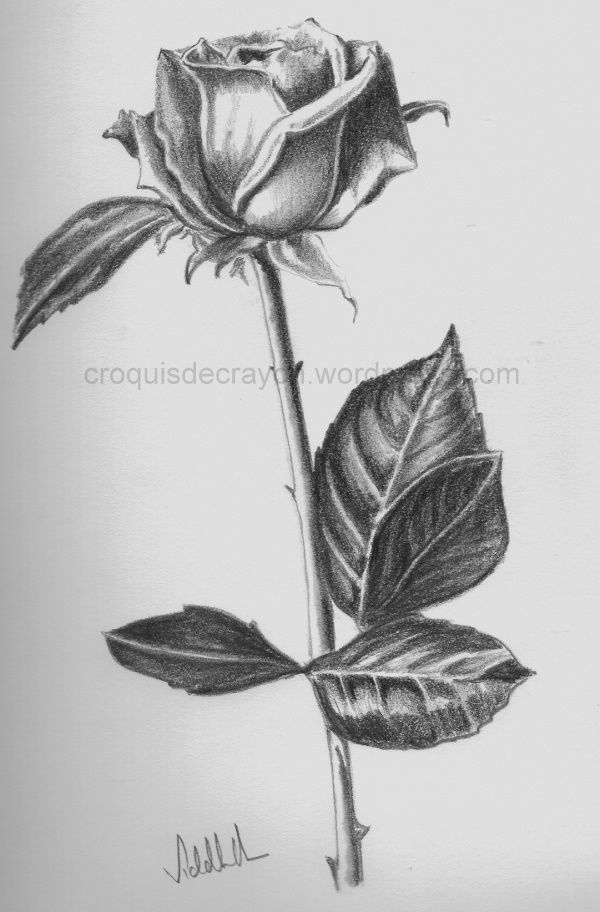 600x912 Black And White Sketch Of Rose Pencil Sketches - Black And White Rose Sketch
