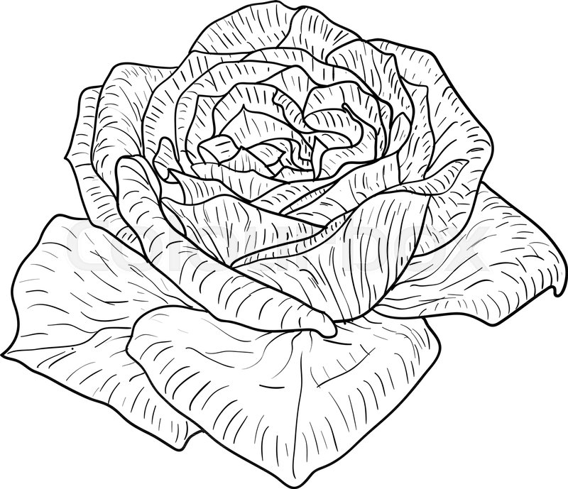 800x689 Beautiful Monochrome Sketch, Black And White Rose Flower Isolated - Black And White Rose Sketch