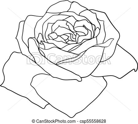 450x407 Beautiful Monochrome Sketch, Black And White Rose Flower Isolated. - Black And White Rose Sketch