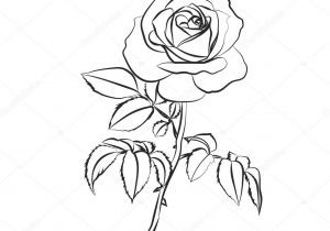 300x210 Black And White Sketches Of Roses Rose Black And White Drawing - Black And White Rose Sketch