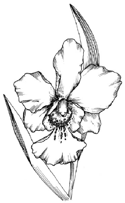 400x649 How To Draw An Orchid Howstuffworks - Black And White Sketch Images