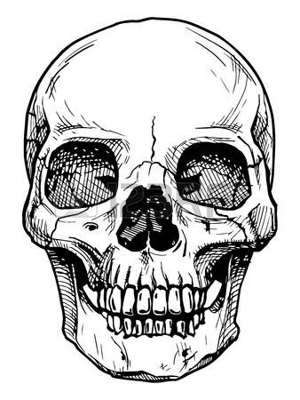 338x450 Skull Drawing Vector Black And White Illustration Of Human Skull - Black And White Sketch Images