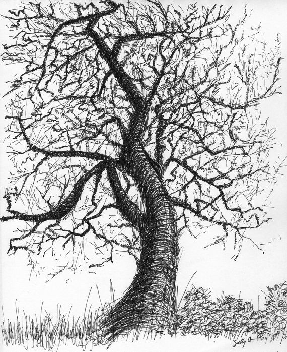 570x698 Black And White Nature Art Print From Pen Amp Ink Sketch - Black And White Sketch Print