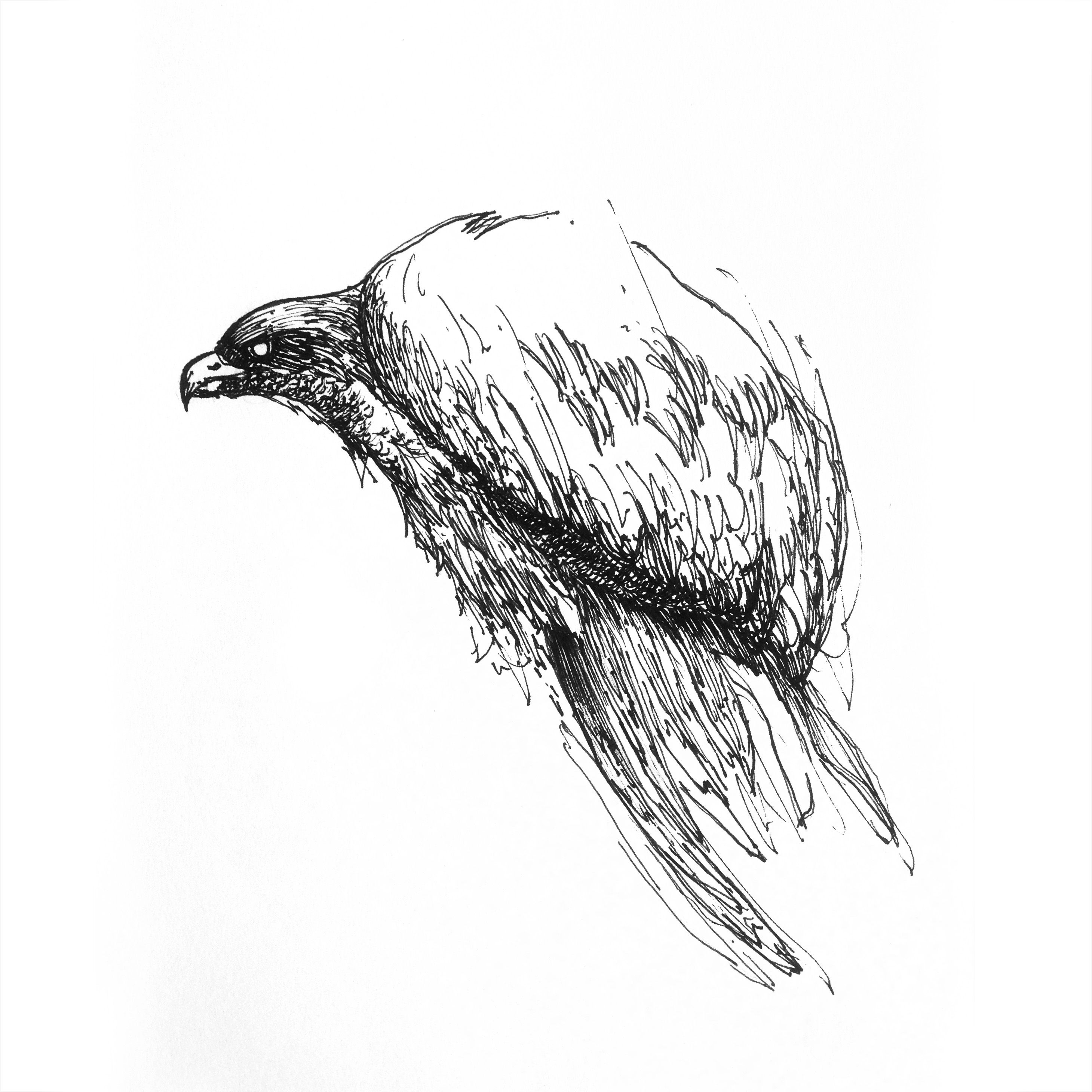 2920x2920 Different Kinds Of Bird Drawings, Black And White, With - Black And White Sketches